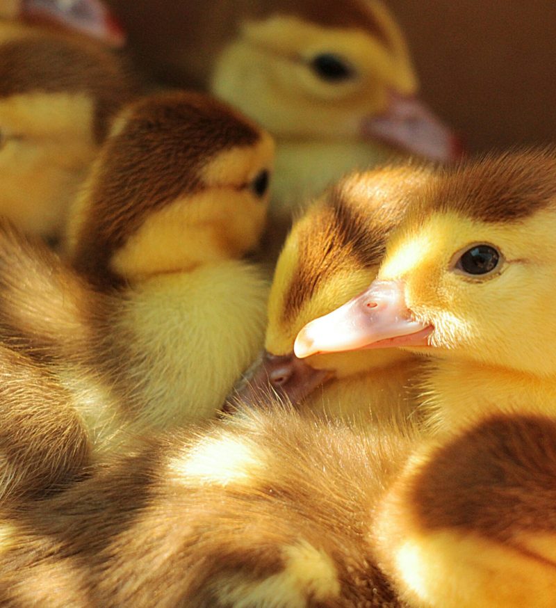 roksolana-zasiadko-JVu3_fQ_7Ek-unsplash